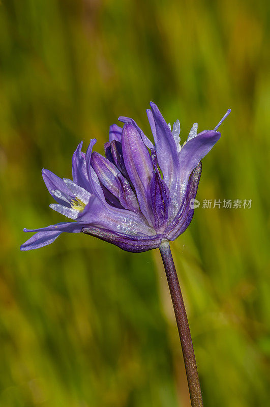 双歧花(Dichelostemma congestum)是一种开花植物，俗称“花花”或“叉齿花”。这种多年生野花原产于北美西部的丘陵和山脉。